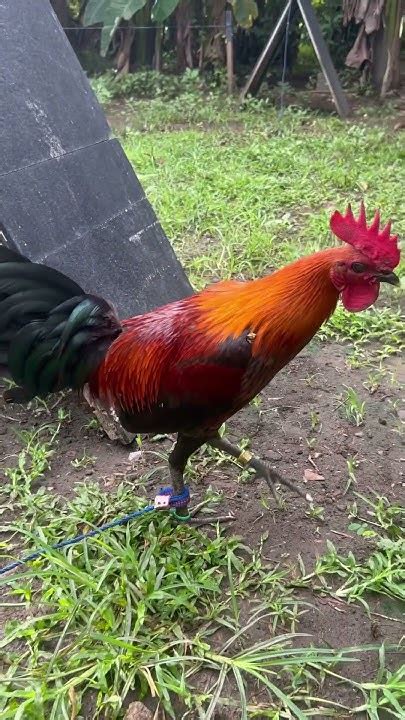 Mt banahaw super brown red (right) for my early bird breeding..